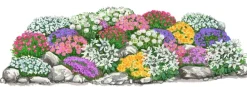Dehner Bio Gräser- & Stauden-Sets|Sommerstauden > Bio Stauden-Set Großer Alpengarten, 24-teilig