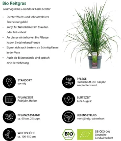 Dehner Bio Bio Stauden|Gräser- & Stauden-Sets > Bio Stauden-Set Großes Gräser-Beet, 24-teilig