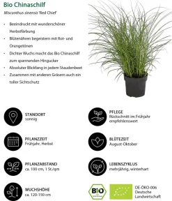 Dehner Bio Bio Stauden|Gräser- & Stauden-Sets > Bio Stauden-Set Großes Gräser-Beet, 24-teilig