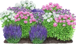Dehner Bio Bio Stauden-Set Insektenparadies Schmetterling, 12-teilig Outlet