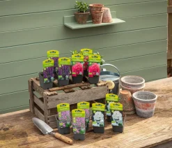 Dehner Bio Bio Stauden-Set Insektenparadies Schmetterling, 12-teilig Outlet