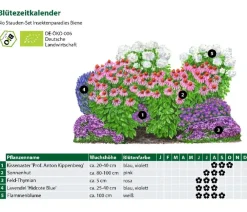 Dehner Bio Sommerstauden|Bio Stauden - Bio Stauden-Set Insektenparadies Biene, 12-teilig