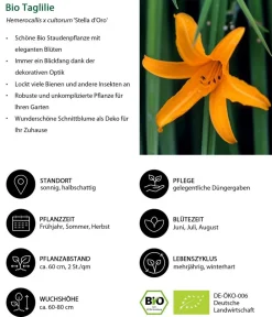 Dehner Bio Bio Stauden|Gräser- & Stauden-Sets > Bio Stauden-Set Lange Blüte, Landlust Kollektion, 18-teilig