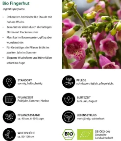 Dehner Bio Bio Stauden|Gräser- & Stauden-Sets - Bio Stauden-Set Romantischer Garten, 12-teilig