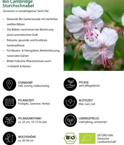 Dehner Bio Bio Stauden|Gräser- & Stauden-Sets > Bio Stauden-Set Rosenfreunde, Landlust Kollektion, 18-teilig