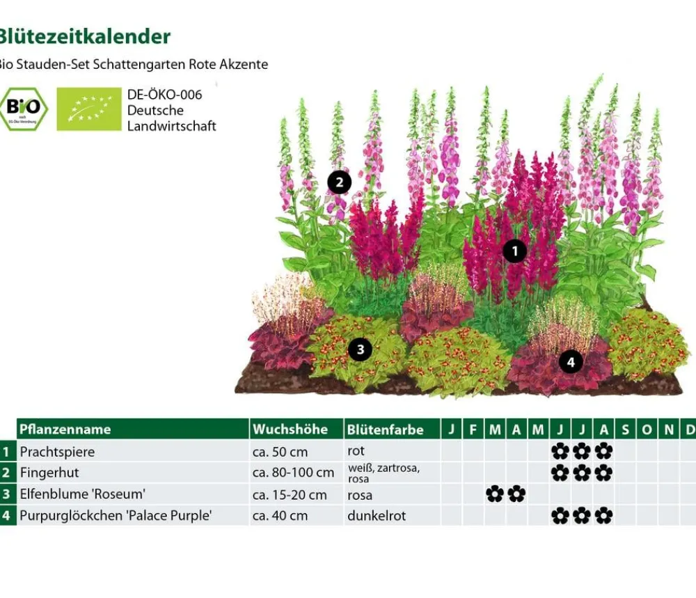 Dehner Bio Bio Stauden|Gräser- & Stauden-Sets - Bio Stauden-Set Schattengarten e Akzente, 12-teilig