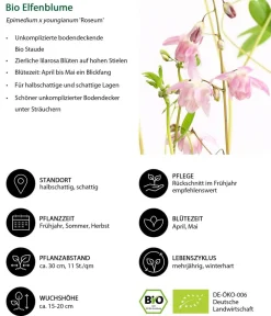 Dehner Bio Bio Stauden|Gräser- & Stauden-Sets - Bio Stauden-Set Schattengarten e Akzente, 12-teilig