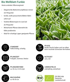 Dehner Bio Bio Stauden|Gräser- & Stauden-Sets > Bio Stauden-Set Schattengarten e Akzente, 12-teilig