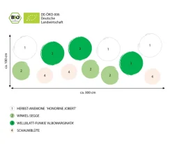 Dehner Bio Bio Stauden|Gräser- & Stauden-Sets > Bio Stauden-Set Schattengarten e Akzente, 12-teilig