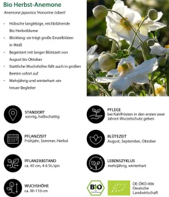 Dehner Bio Bio Stauden|Gräser- & Stauden-Sets > Bio Stauden-Set Schattengarten e Akzente, 12-teilig