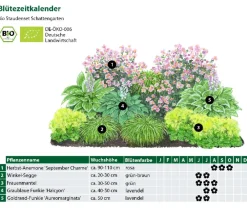 Dehner Bio Gräser- & Stauden-Sets|Blatt- & Schattenstauden - Bio Stauden-Set Schattengarten, 12-teilig Bunt