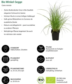 Dehner Bio Gräser- & Stauden-Sets|Blatt- & Schattenstauden - Bio Stauden-Set Schattengarten, 12-teilig Bunt