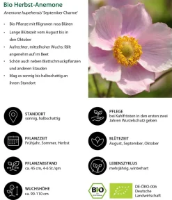 Dehner Bio Gräser- & Stauden-Sets|Blatt- & Schattenstauden - Bio Stauden-Set Schattengarten, 12-teilig Bunt