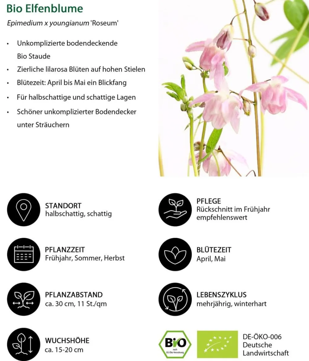 Dehner Bio Bio Stauden|Gräser- & Stauden-Sets - Bio Stauden-Set Schattenparadies, 18-teilig
