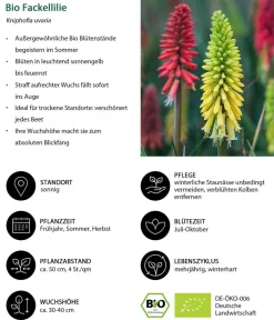 Dehner Bio Bio Stauden-Set Sommer in , 24-teilig Discount