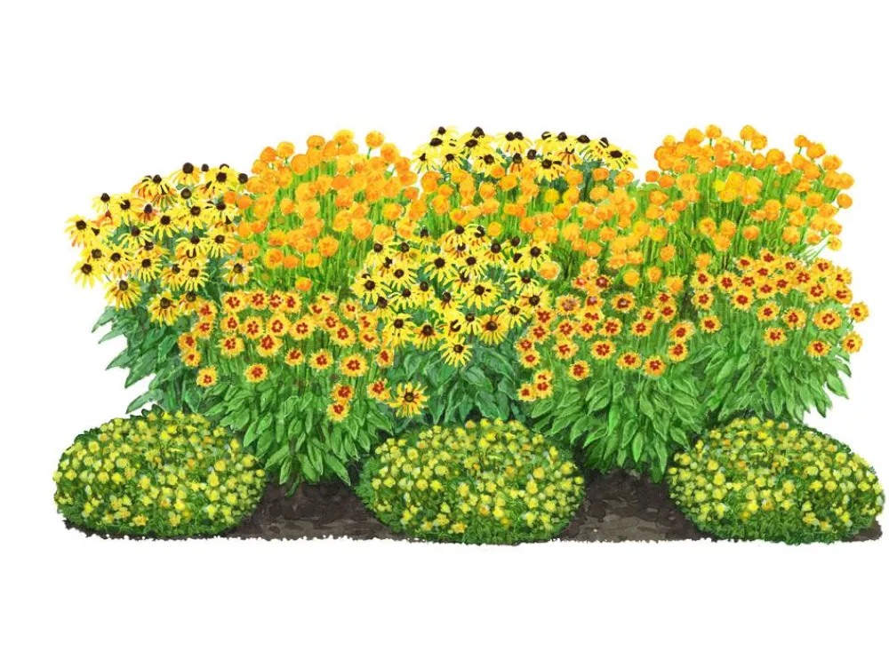 Dehner Bio Bio Stauden-Set Sonnenanbeter, 12-teilig Gelb Clearance