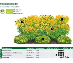 Dehner Bio Bio Stauden-Set Sonnenanbeter, 12-teilig Gelb Clearance