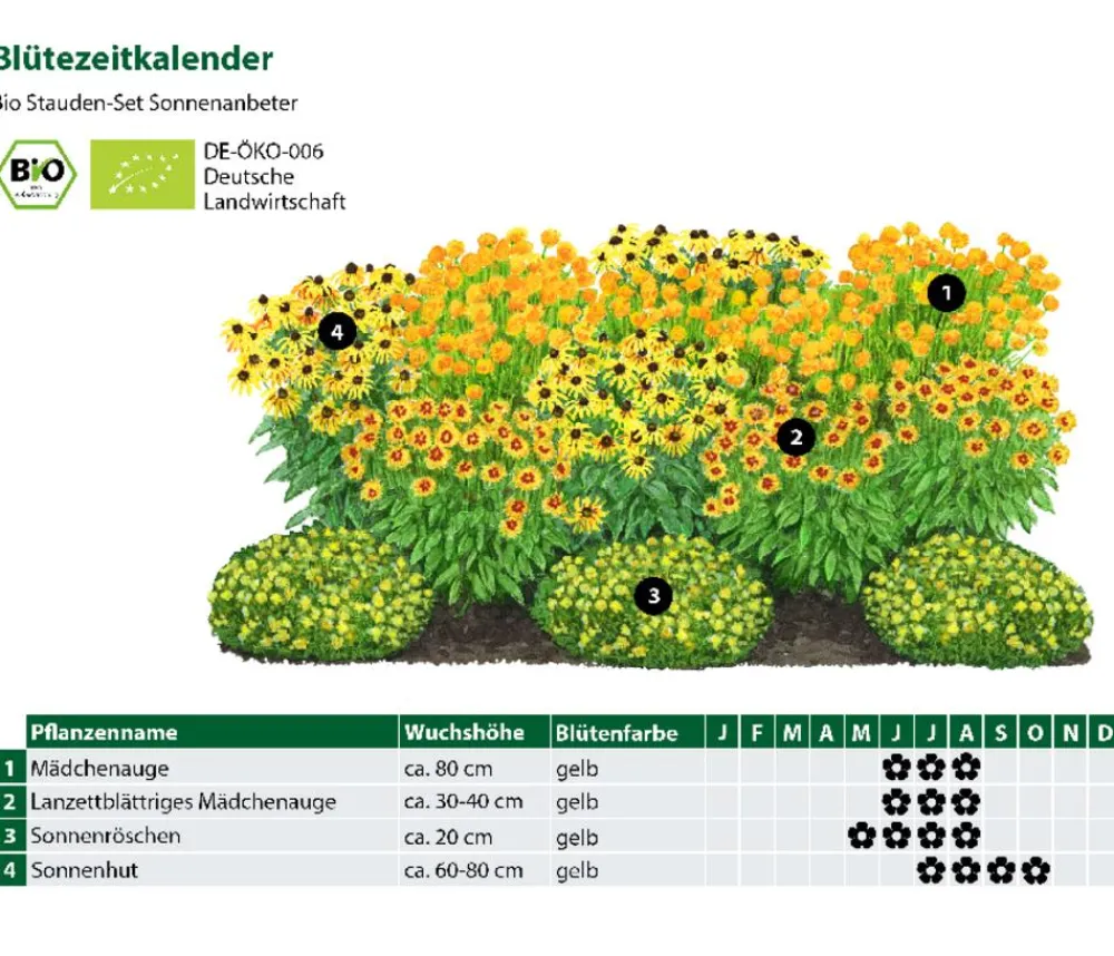 Dehner Bio Bio Stauden-Set Sonnenanbeter, 12-teilig Gelb Clearance