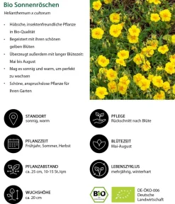 Dehner Bio Bio Stauden-Set Sonnenanbeter, 12-teilig Gelb Clearance