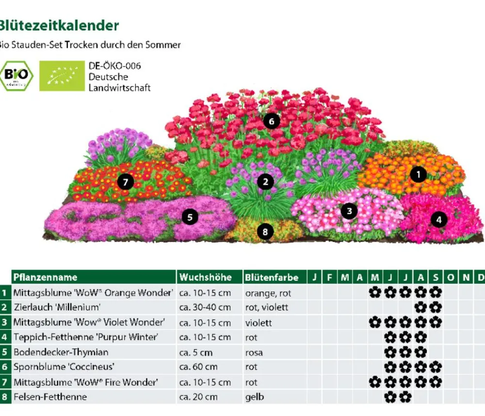 Dehner Bio Fetthenne|Bio Stauden - Bio Stauden-Set Trocken durch den Sommer, 24-teilig