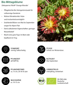 Dehner Bio Fetthenne|Bio Stauden - Bio Stauden-Set Trocken durch den Sommer, 24-teilig