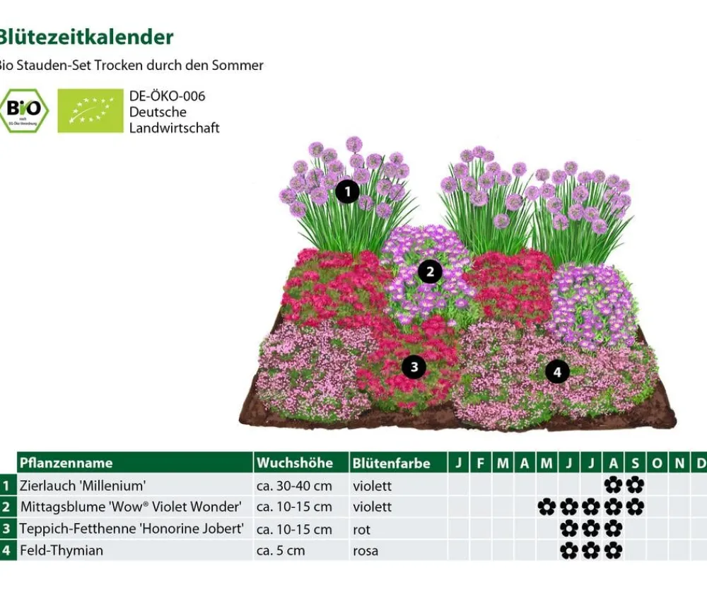 Dehner Bio Bio Stauden-Set Trocken durch den Sommer, 12-teilig Best