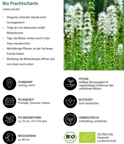 Dehner Bio Bio Stauden-Set -es Gartenparadies, 24-teilig