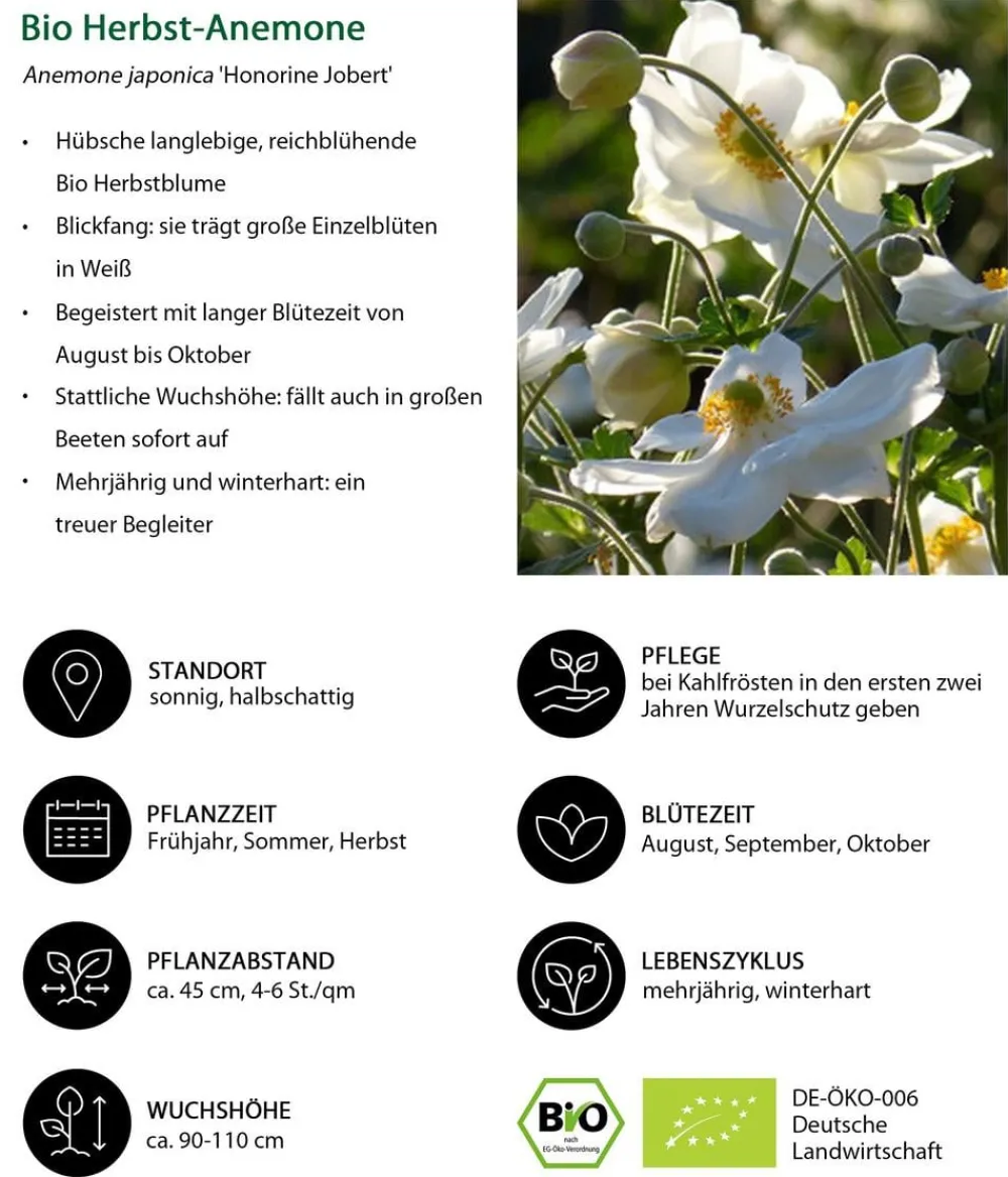 Dehner Bio Bio Stauden-Set -es Gartenparadies, 24-teilig