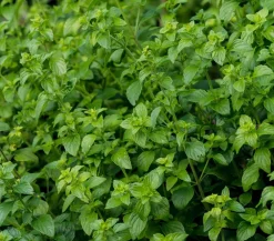 Dehner Bio Bodendecker & Efeu|Bio Stauden - Bio Steinquendel Lavendel