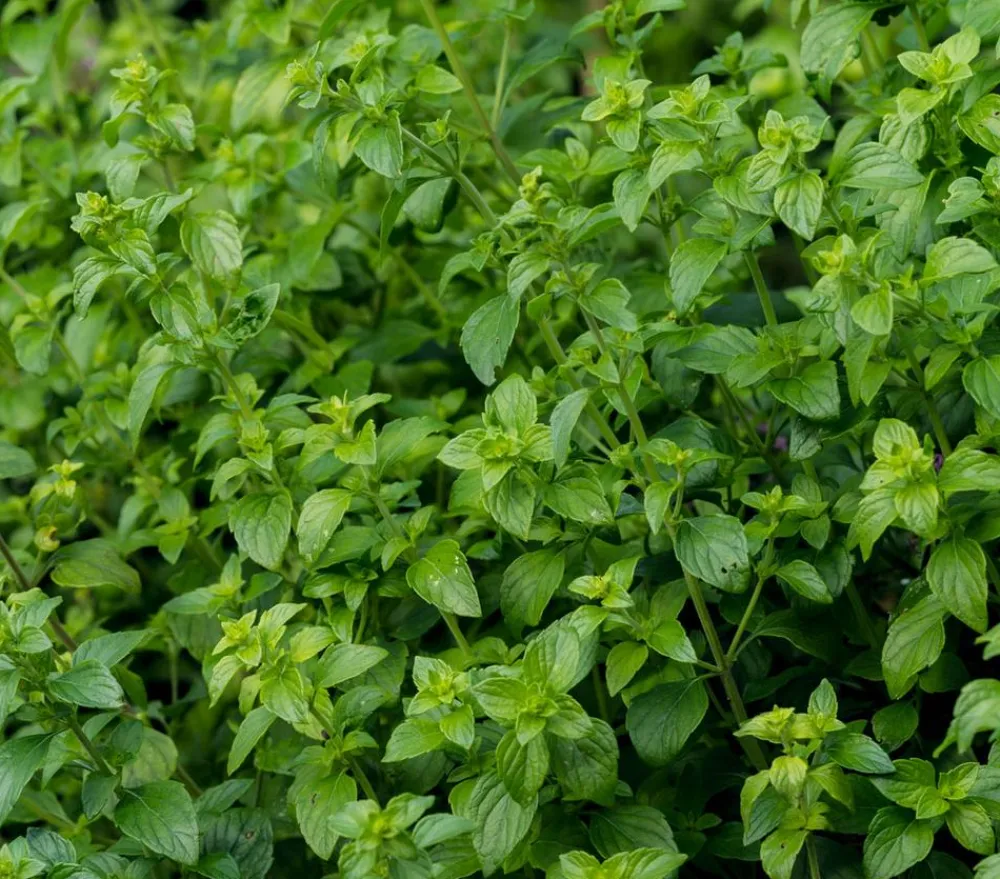 Dehner Bio Bodendecker & Efeu|Bio Stauden - Bio Steinquendel Lavendel