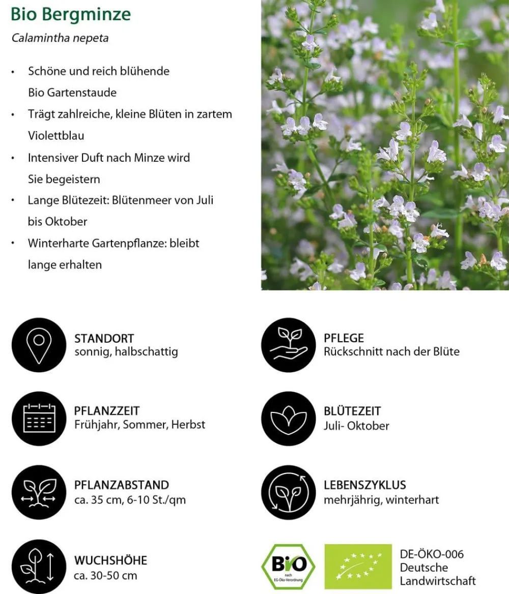 Dehner Bio Bodendecker & Efeu|Bio Stauden - Bio Steinquendel Lavendel