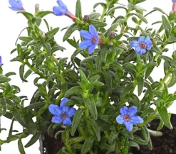 Dehner Bio Bio Steinsame 'Heavenly Blue' Blau Online