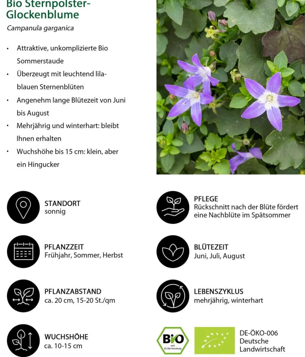 Dehner Bio Bodendecker & Efeu|Glockenblumen > Bio Sternpolster-Glockenblume
