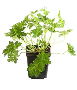 Dehner Bio Bio Storchschnabel 'Rozanne®' Lavendel Clearance