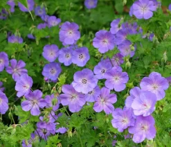 Dehner Bio Bio Storchschnabel 'Rozanne®' Lavendel Clearance