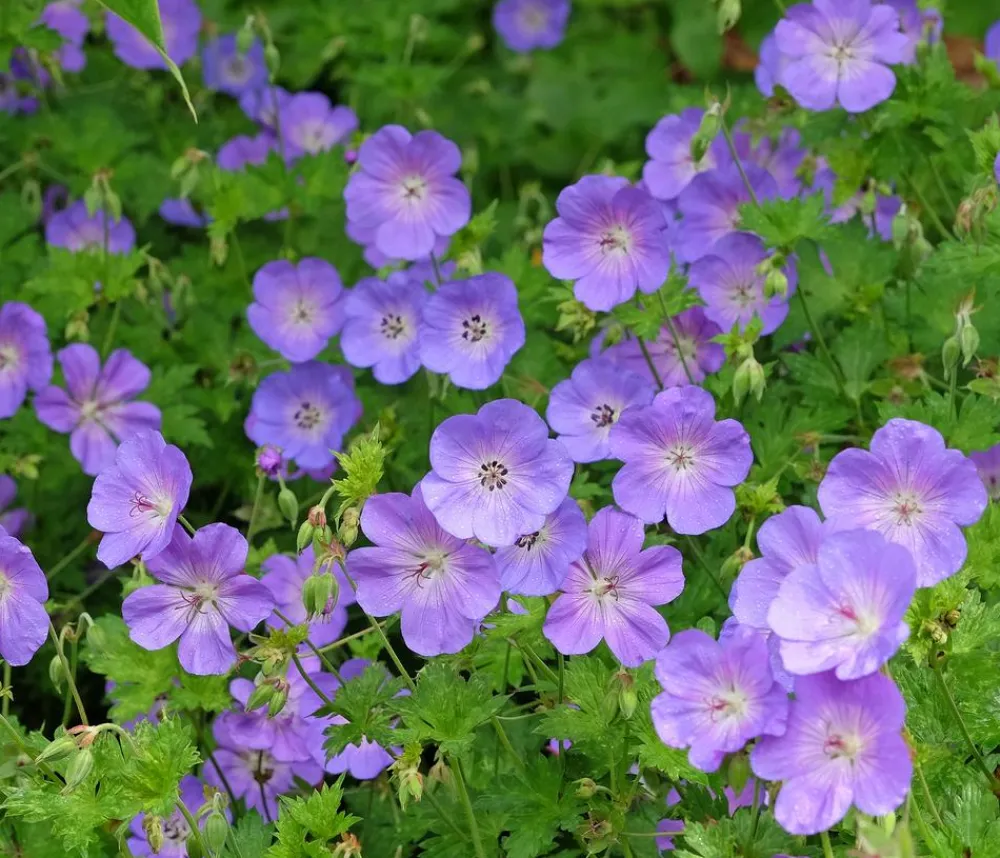 Dehner Bio Bio Storchschnabel 'Rozanne®' Lavendel Clearance