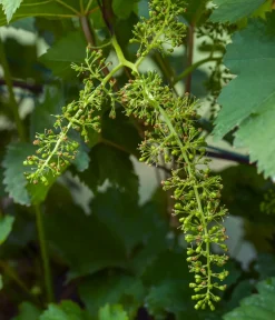 Dehner Bio Weinreben & Gartenobst|Bio-Obststräucher - Bio Tafeltraube 'Boskoop Glory' Dunkelblau