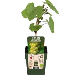 Dehner Bio Weinreben & Gartenobst|Bio-Obststräucher > Bio Tafeltraube 'Johanniter'