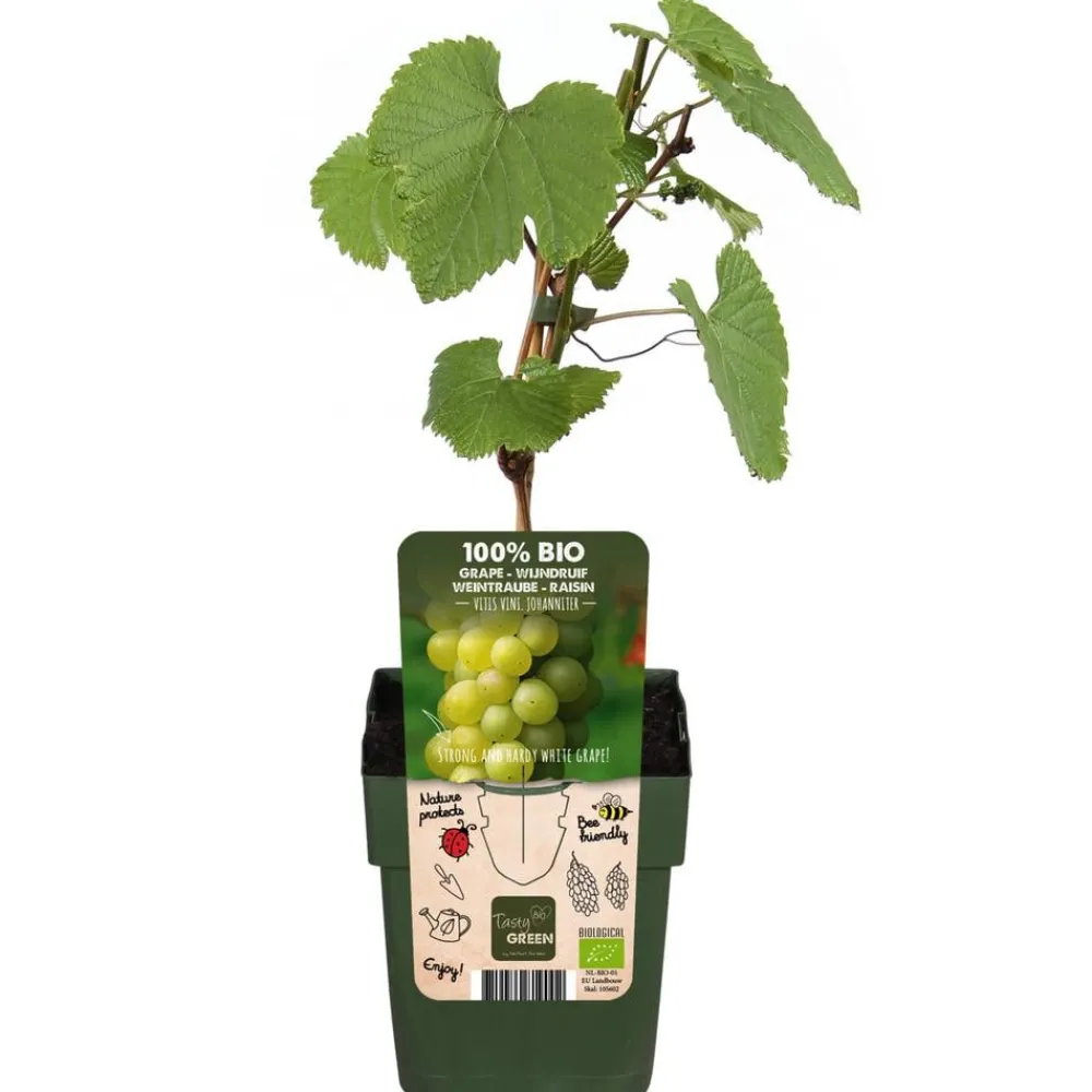 Dehner Bio Weinreben & Gartenobst|Bio-Obststräucher > Bio Tafeltraube 'Johanniter'
