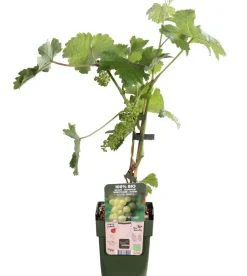 Dehner Bio Weinreben & Gartenobst|Bio-Obststräucher > Bio Tafeltraube 'Johanniter'