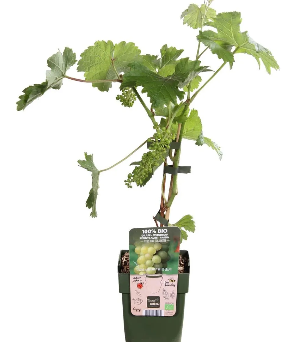 Dehner Bio Weinreben & Gartenobst|Bio-Obststräucher > Bio Tafeltraube 'Johanniter'