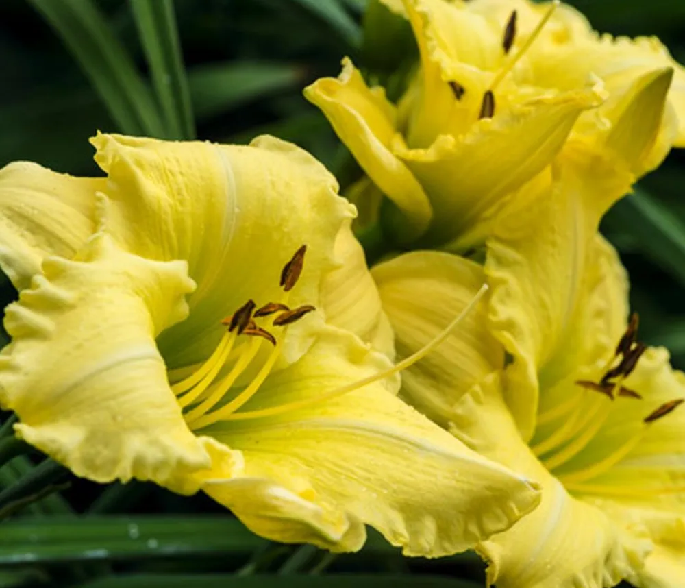 Dehner Bio Bio Taglilie 'Stella d'Oro' Gelb Sale