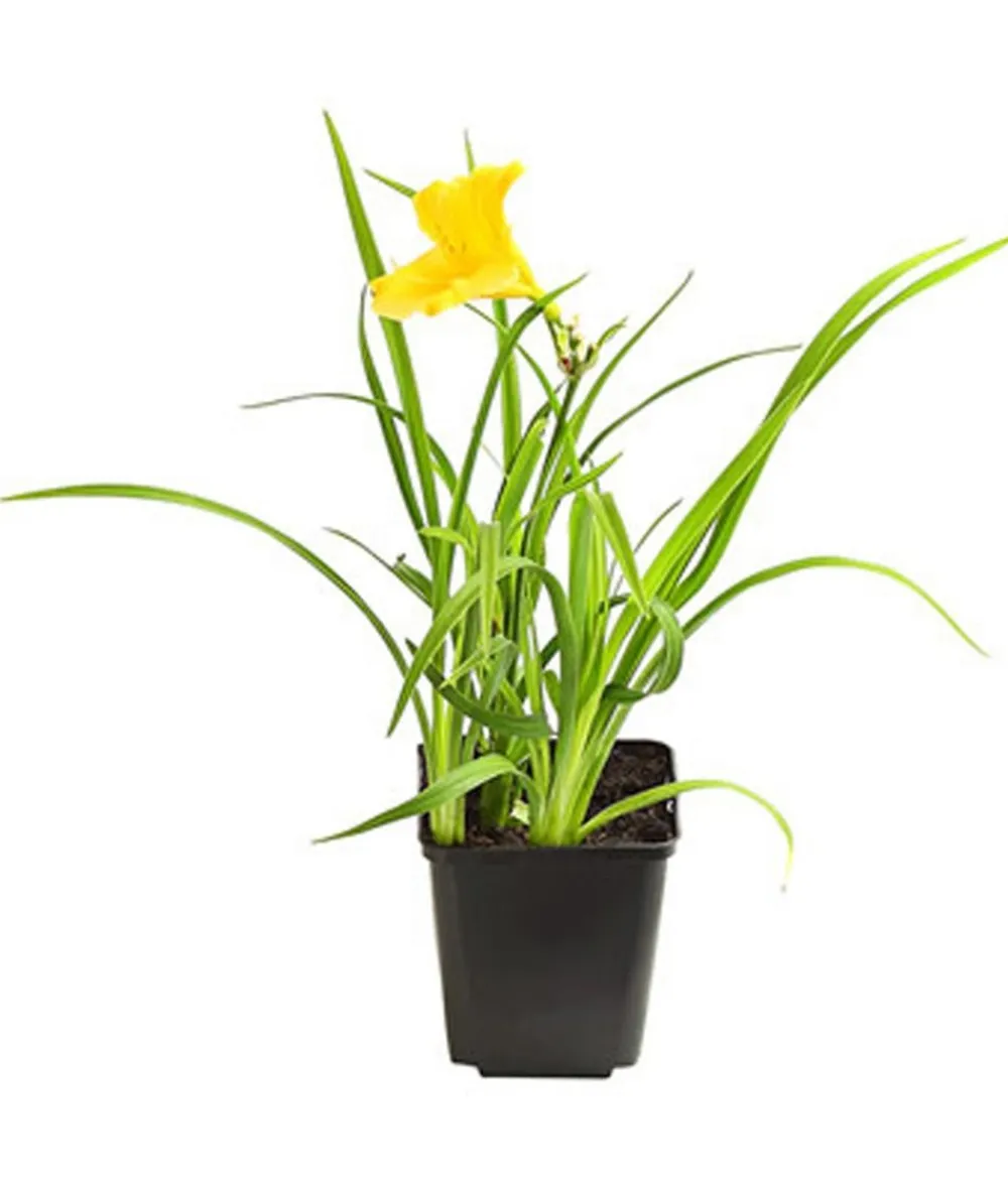Dehner Bio Bio Taglilie 'Stella d'Oro' Gelb Sale