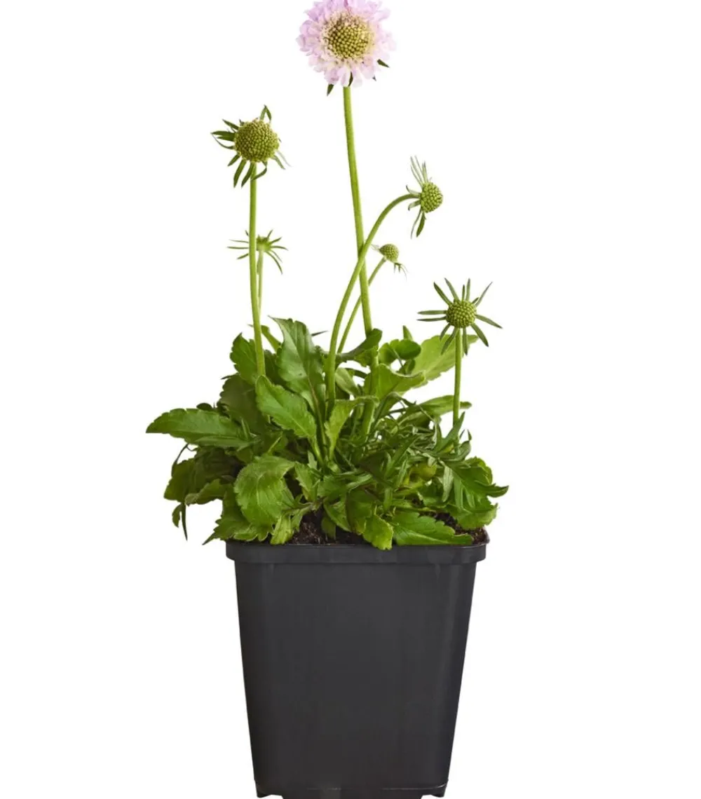 Dehner Bio Bio Tauben-Skabiose 'Pink Mist' Rosa New