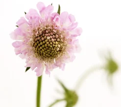Dehner Bio Bio Tauben-Skabiose 'Pink Mist' Rosa New