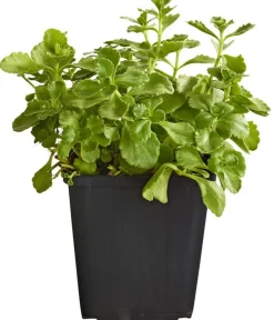 Dehner Bio Fetthenne|Bio Stauden - Bio Teppich-Fetthenne 'Purpur Winter'