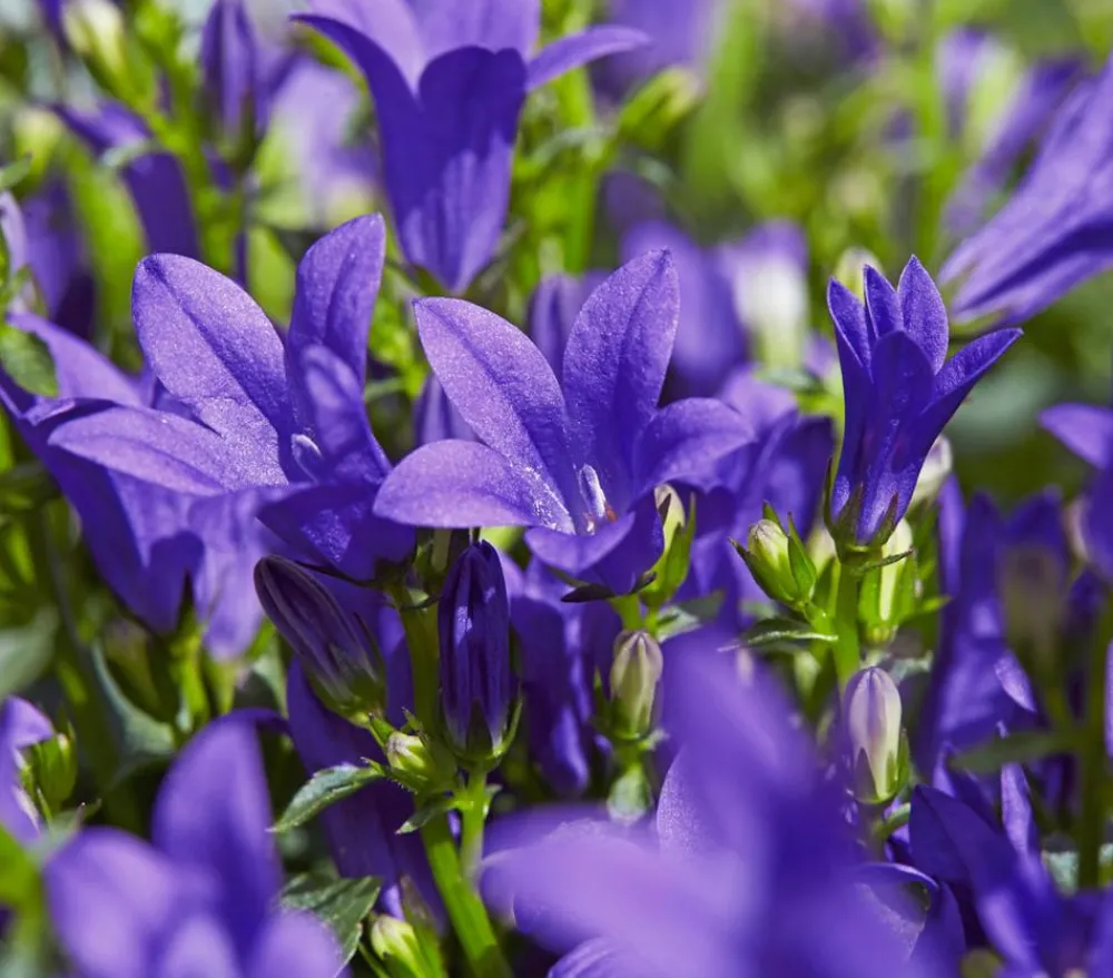 Dehner Bio Steingartenstauden|Bio Stauden > Bio Teppich-Glockenblume