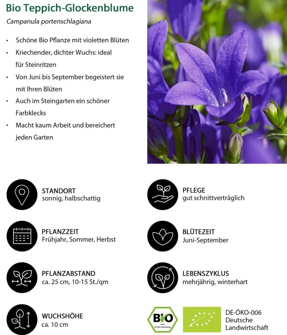 Dehner Bio Steingartenstauden|Bio Stauden > Bio Teppich-Glockenblume