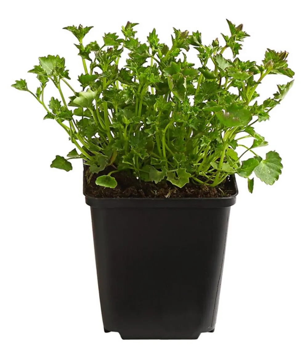 Dehner Bio Steingartenstauden|Bio Stauden > Bio Teppich-Glockenblume