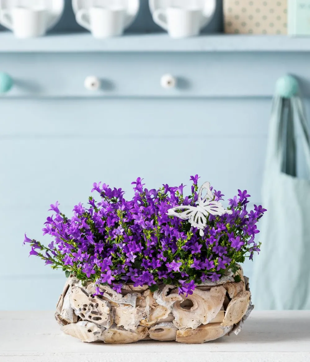 Dehner Bio Steingartenstauden|Bio Stauden > Bio Teppich-Glockenblume